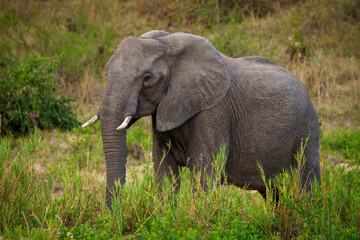 Naklejka na ściany i meble African bush elephant or African savanna elephant (Loxodonta africana) feeding. Mpumalanga. South Africa.