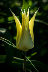 yellow tulip on green background