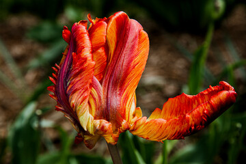 Red and Orange Parrot Tulip