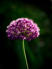 Purple Allium at sunset