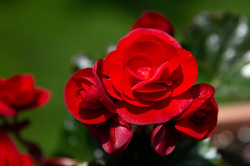 Red Begonia with rain drop reflecting sky