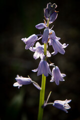 Blue Bell flowers backlit by sunset