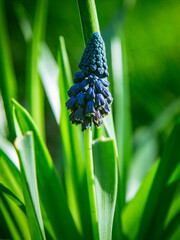 blue hyacinth flower