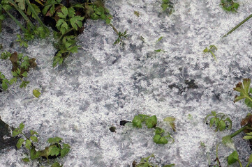 frozen grass in ice with cold in winter