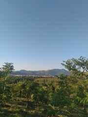forest in the mountains