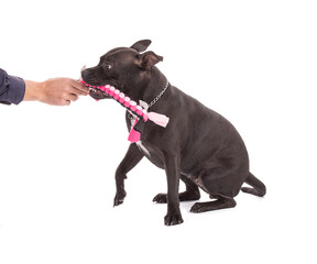 Portrait of an staffordshire terrier dog with a pink woven fabric toy