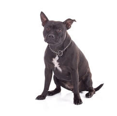 Portrait of a sitting staffordshire terrier dog isolated