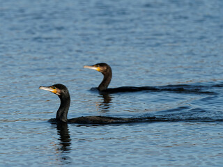 A pair of Cormorants (Phalacrocorax carbo) swimming in tandem at the RSPB Dearne Valley Old Moor, a nature reserve in Barnsley, South Yorkshire.