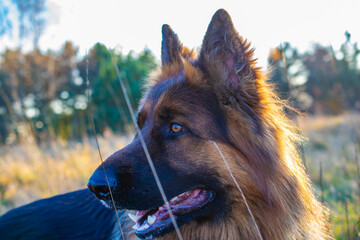 german shepherd dog portrait in the meadow