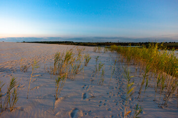 reeds on the sand .sunrise over the sand beach . Morning in the summer . Blue sky . Forest in the desert. Sunrise over the sand desert