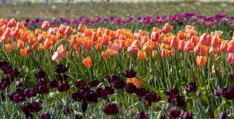 Fototapeta premium Lovely and colorful Tulips