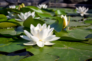 water lilies green leaves on a pond with white blooming lotus flowers illuminated by sunny summer light, close-up river lily bud petals side view. © Александр Беспалый