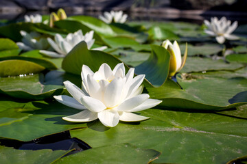 water lilies green leaves on a pond with white blooming lotus flowers illuminated by sunny summer light, close-up river lily bud petals side view.