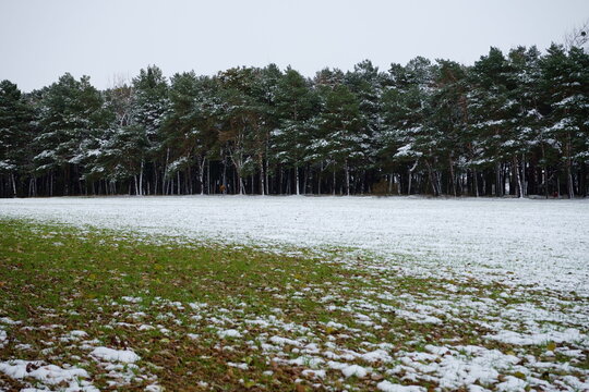 PINAR CUBIERTO DE NIEVE. FILA DE &Aacute;RBOLES . CAMPA DE HIERBA VERDE CUBIERTA POR UN MANTO DE NIEVE.