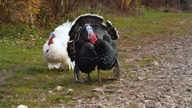 A pompous aggressive wild turkey with black feathers hides a white turkey behind its tail in the autumn forest. Natural background. No people. Outdoor. Slow motion.