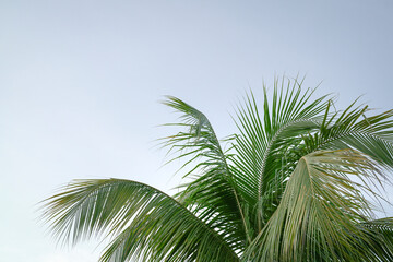 Palm tree, coconut leaf against sky background. Copy space.
