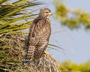 Red Shouldered Hawk on Palm Tree