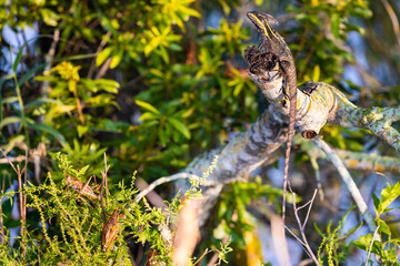 Basilisk Lizard on a Branch - obrazy, fototapety, plakaty