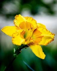 yellow exotic daylily flower in the garden