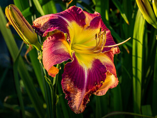 Spacecoast habit Daylily red and yellow