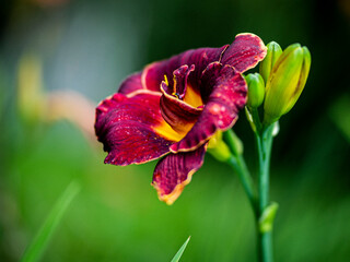 Red Purple daylily
