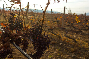 Autumn vineyard