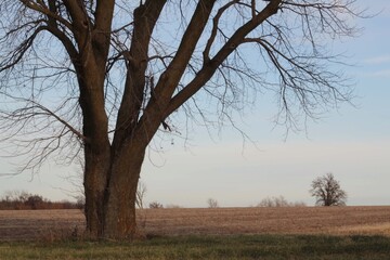 Obraz premium tree in the park