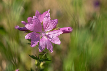 
Flower power