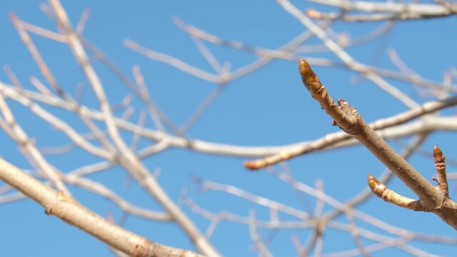 トチノキの冬芽