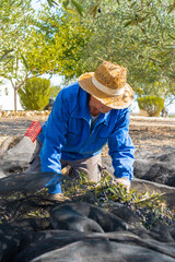 Anonymous male gardener in straw hat picking ripe olives from net placed on ground under tree on...