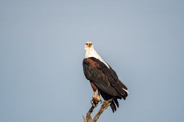 African Fish Eagle