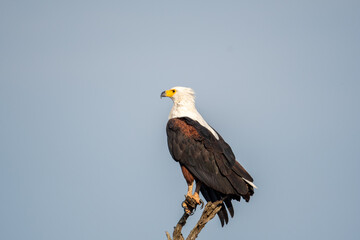 African Fish Eagle