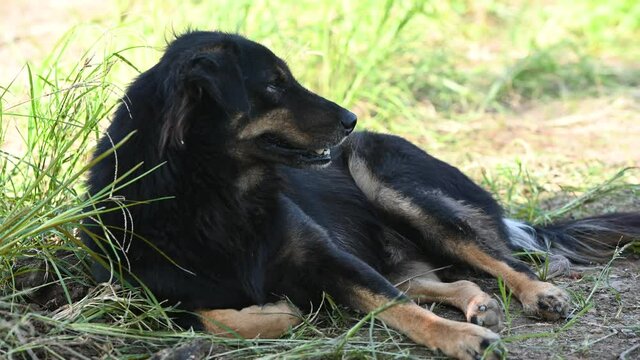 A beautiful black dog lies happily in the garden. Dog's tongue, keep a dog in the house, the faithful pet of the people concept.