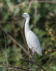 Little Egret, brightly colored bird showing the fine feather detail perched on a branch with good...