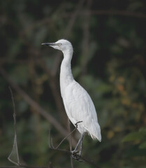Little Egret, brightly colored bird showing the fine feather detail perched on a branch with good...