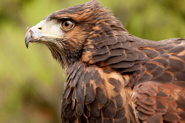 Eagle in the wild