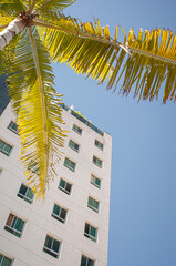 Fototapeta premium PALMTREE and building