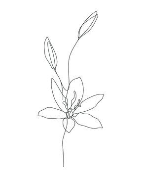 a one line art illustration of a flower. a continuous hand drawn drawing in vector. an illustration for an art print, tattoo, beauty product or shop, etc.