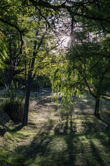 Fototapeta premium footpath in the park