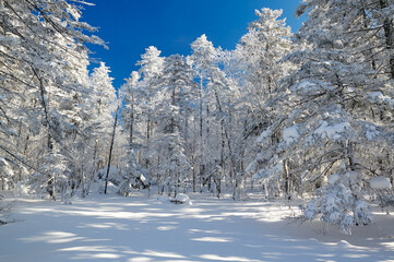 The beautiful forests covered with snow in Laolikehu scenic spot Helong city Jilin province, China.