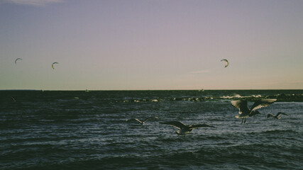 seagulls flying over the sea, kite on the beach in the morning