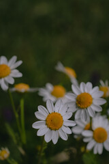 daisies in the garden manzanilla camonila