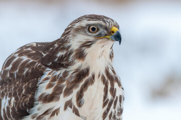Portret myszołowa © Arkadiusz