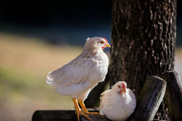 秋の公園で元気で遊んでいる鶏の姿