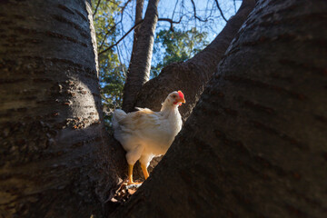 秋の公園で元気で遊んでいる鶏の姿
