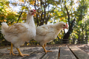 秋の公園で元気で遊んでいる鶏の姿