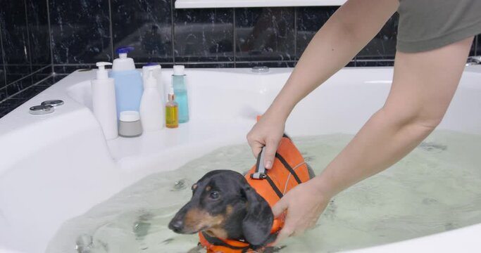 Owner or coach puts dachshund puppy in orange pet life jacket for swimming in water of tub while holding it by handle to support, dog makes active strokes with paw during training.