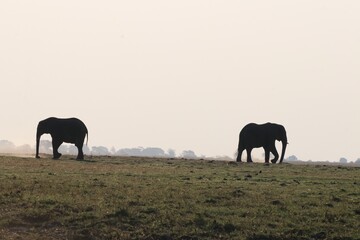 A day in the life of the African Wilderness!