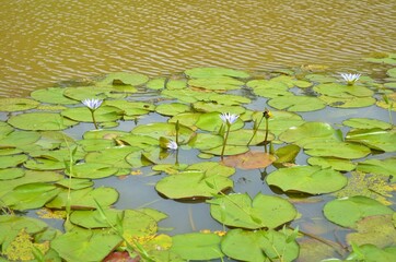 water lily in the lake