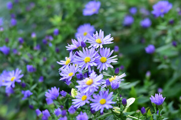 花壇の宿根アスター